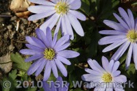 TSR Watermark Image software Example
