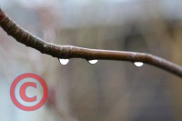 TSR Watermark Image software Example
