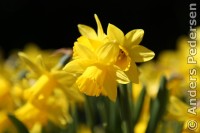 TSR Watermark Image software Example