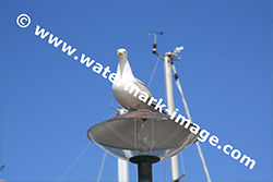 TSR Watermark Image Software Example 6