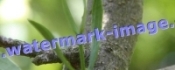 Watermarking examples with a chiseled text using TSR Watermark Image Software