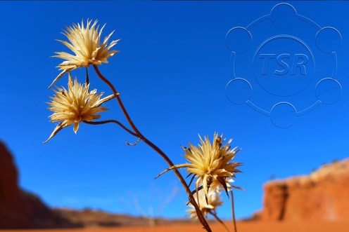 TSR Watermark Image example