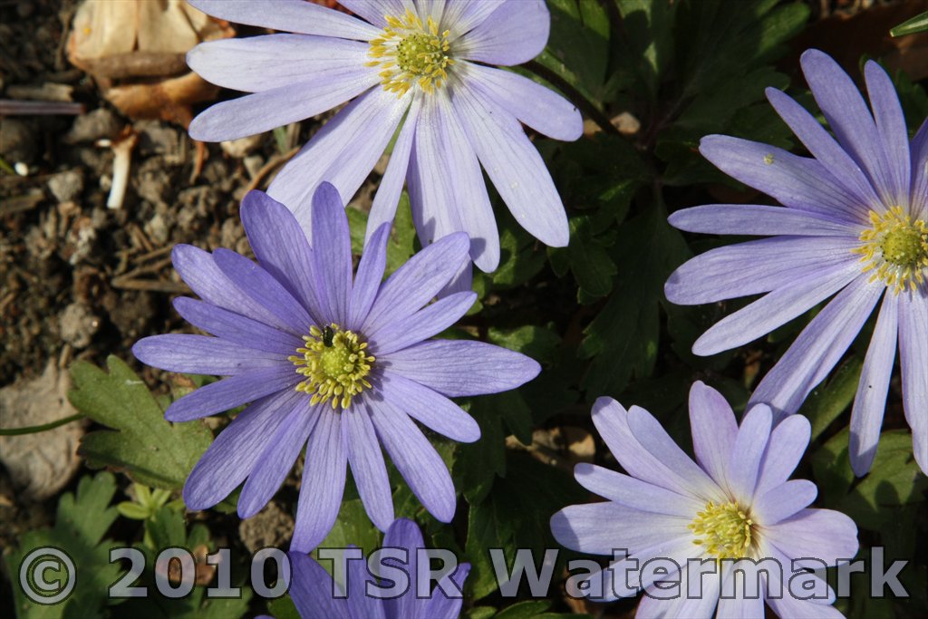 photo-watermark-example-blue-flower